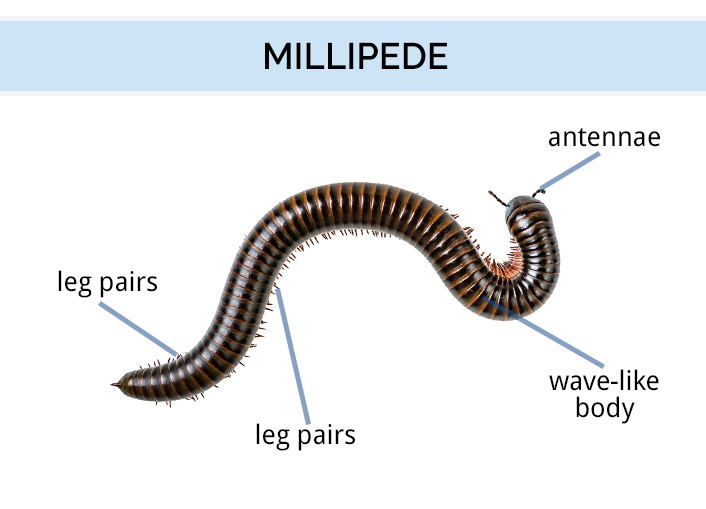 millipede identification guide