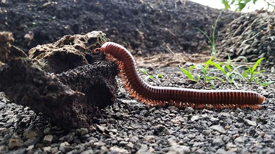 Image of a millipede in its environment