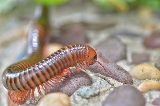 Image showing the color of a millipede