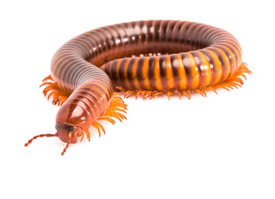 Image of a Millipede