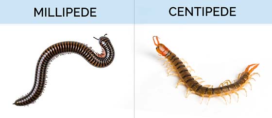 Graphic showing the differences between a millipede and a centipede