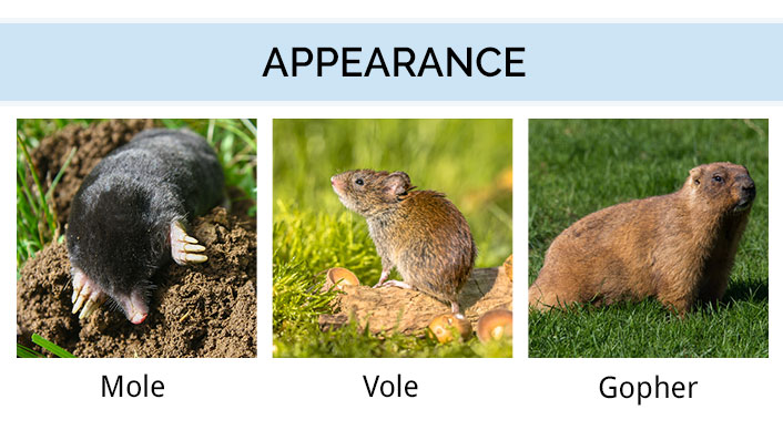 The Difference Between Moles, Voles, and Gophers