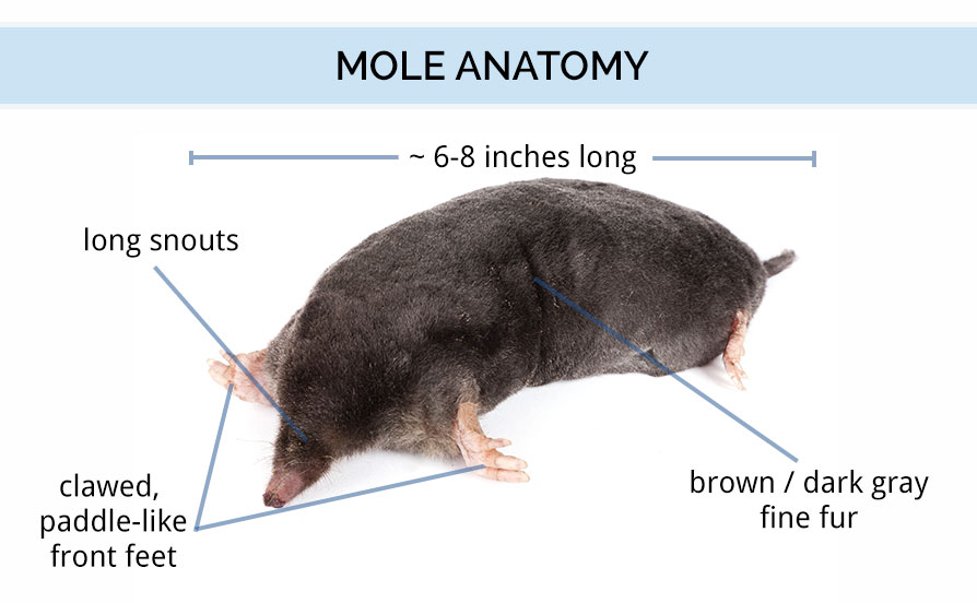 Graphic showing the anatomy of a mole