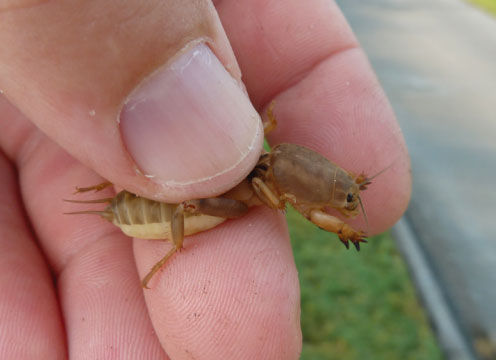 mole cricket bite