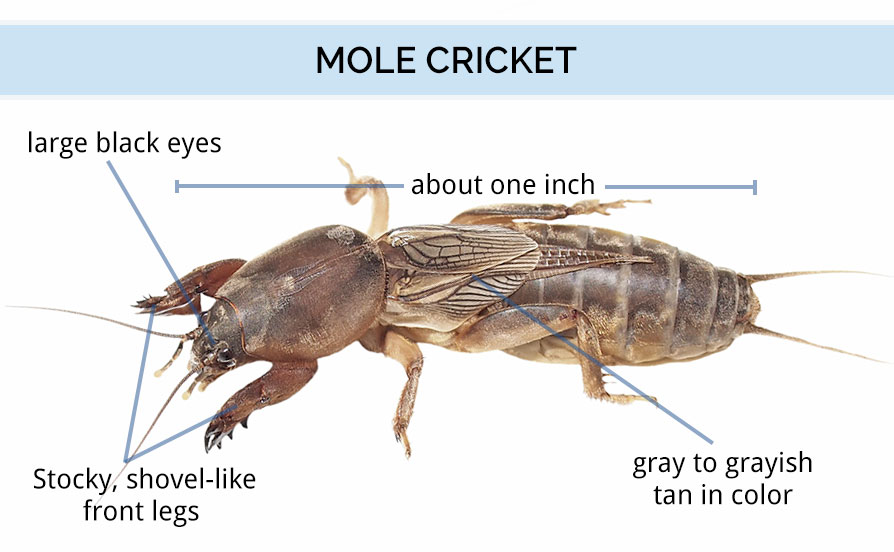 mole cricket bite