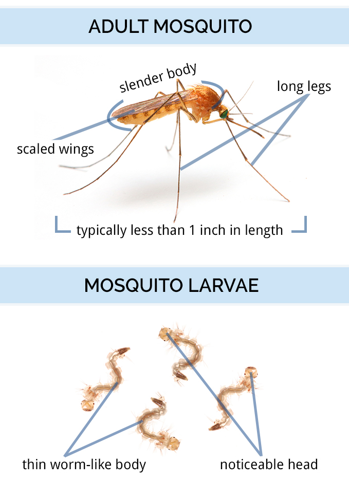 Diagrams of the adult and larval stages of a mosquito