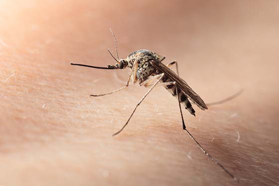 summer mosquito mosquitoes pests enjoying yard keep skin