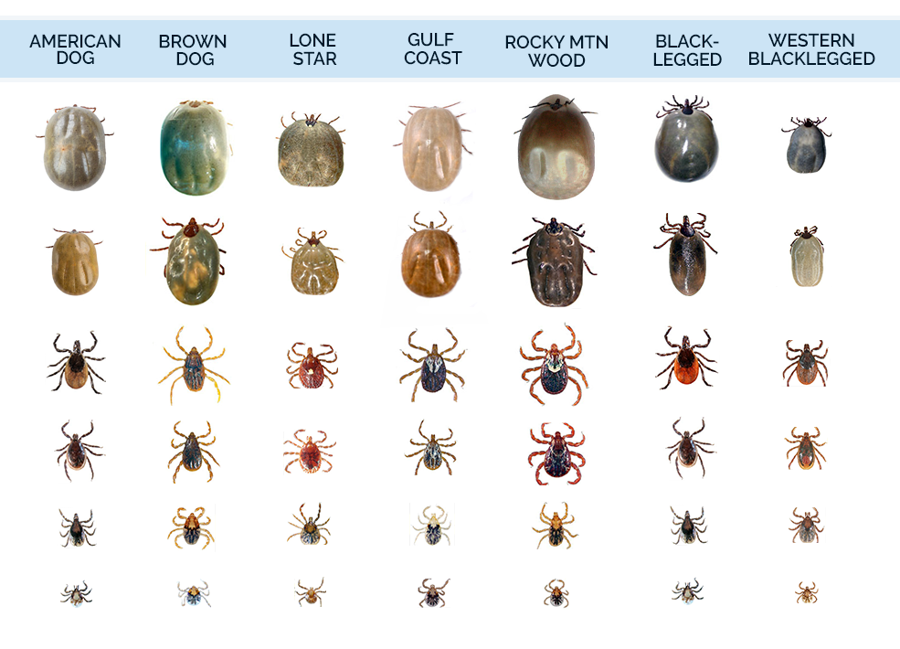 tick identification maine chart