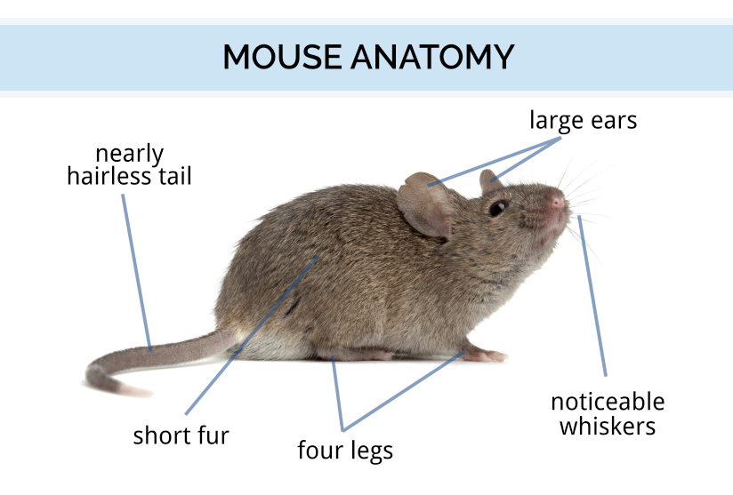 Mouse Identification Anatomy How Long Mice Live