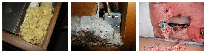 Where Do Mice Live Hide Nest, Where Do Mice Hide In Basements