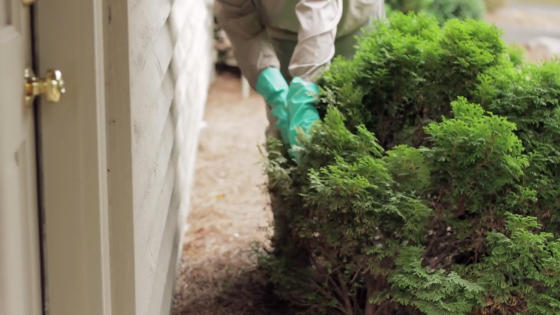 An image of a person trimming back shrubs from the side of a house