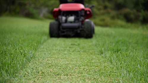 How To Care For St Augustine Grass