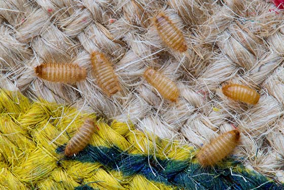 How to Get Rid of Carpet Beetles  Carpet Beetle Treatment Guide