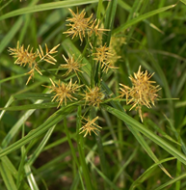 Image of nutsedge up close