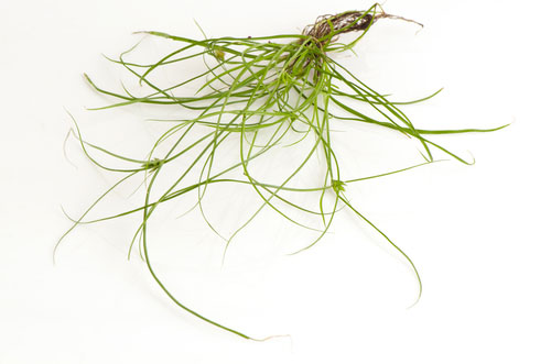 Image of nutsedge with roots