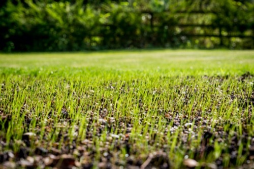 A photo of a lawn with some space between blades of grass.