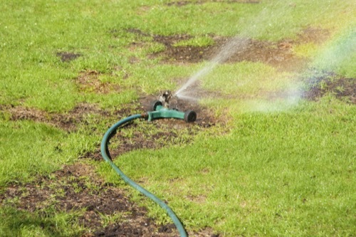 A photo of a sprinkler soaking a patchy lawn