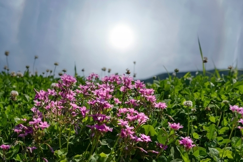 flowering oxalis or woodsorrel weeds