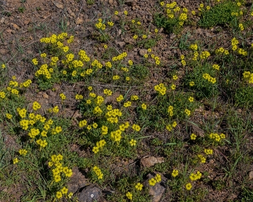 a patch of yellow oxalis flowers on a grassy area