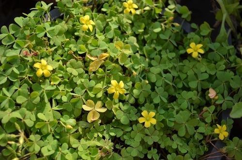 Oxalis flowering weeds