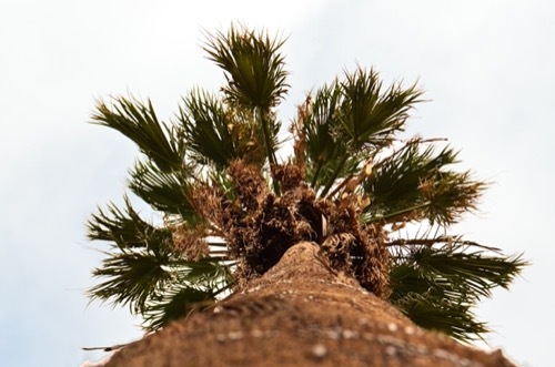 palm tree fronds growing tall above a low roof