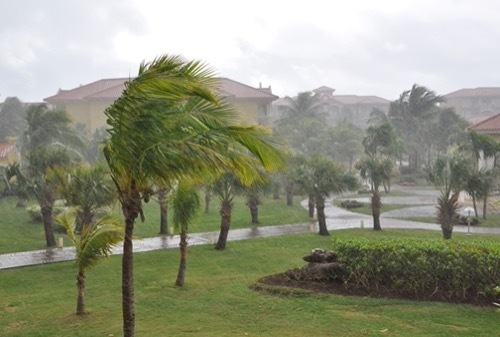 palm trees standing up to high winds and rain