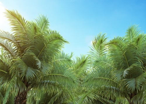 palm trees growing tall against a blue sky