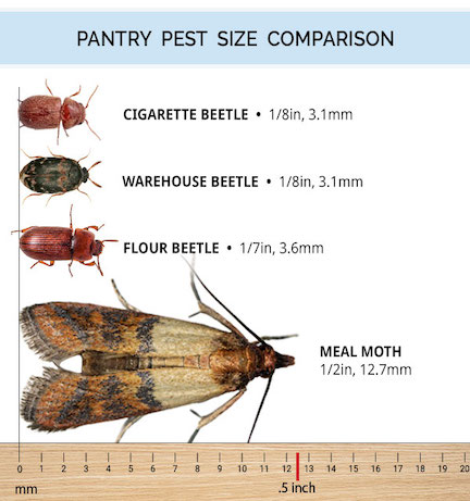 pantry pest bug size inch ruler
