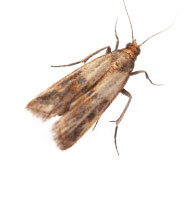 Pantry Pest Control Guide