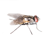 Cluster Flies Control Guide