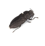Powderpost Wood Boring Beetles Control Guide