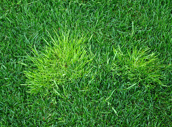 Image of poa annua growing in grass