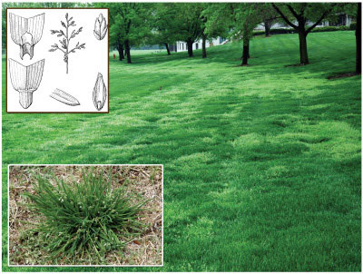 Poa Annua (Annual Bluegrass or Poana Grass) Identification Guide