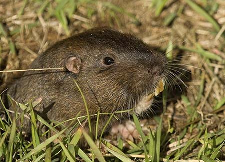 Image of a pocket gopher