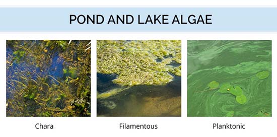 pond algae identification