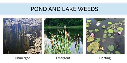 Algae And Weeds In Ponds And Lakes