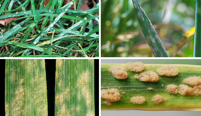 What Does Powdery Mildew Look Like | Powdery Mildew Identification Guide