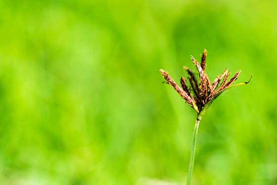 Close up image of nutsedge