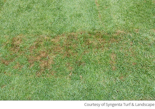 Image pythium blight fungus discoloration on grass