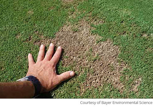 Image of pythium blight in lawn with a hand shown for size