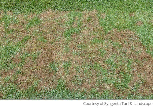 Image of matted, injured grass affected by pythium blight in lawn