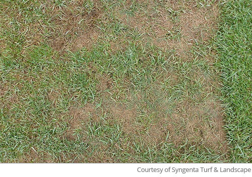 Pythium blight deals