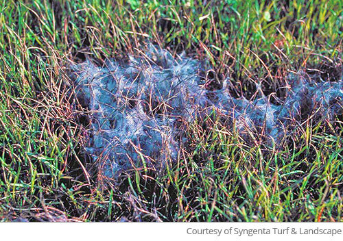 close-up Image of Pythium blight discoloration and white fungal fuzz