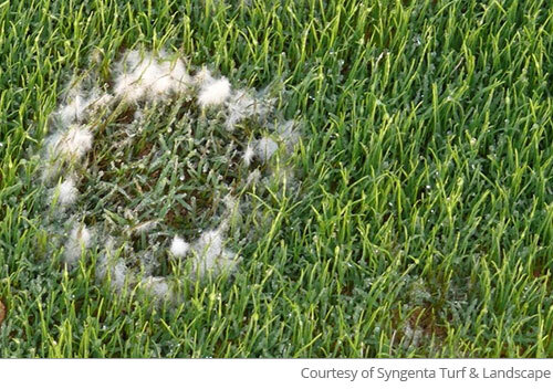 photo of a blight-affected grassy area with a white fungal ring visible