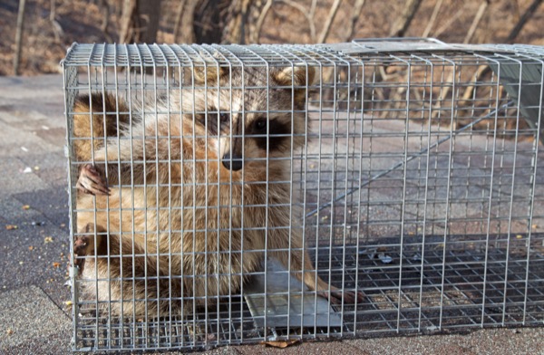 raccoon trap, raccoon traps, raccoon cage, raccoon cages, raccoon trapping,  raccoon removal, raccoon equipment, raccoon control, nuisance raccoon,  raccoon box, raccoon humane trap, live trapping, live traps, live trap, have -a-heart, hav-a-heart, have