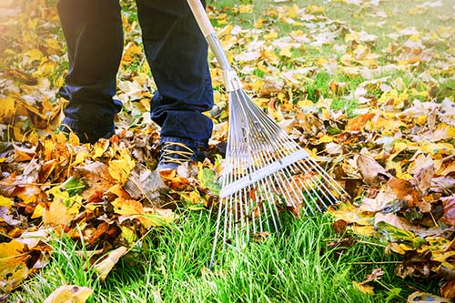 a person raking up leaves on a lawn