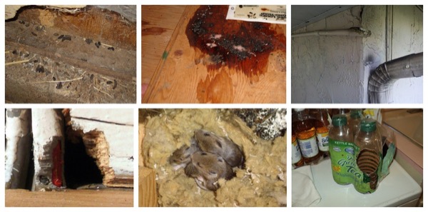 rat indoor infestation signs