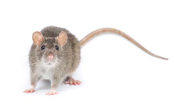 Myths Facts About Rodents Rodent Pest Control Domyown Com,Drink Recipes With Milk