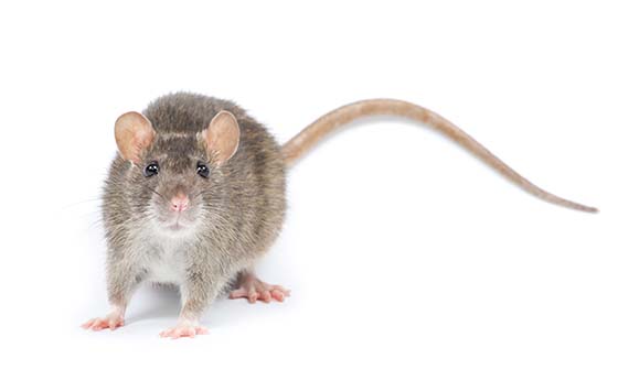 Myths Facts About Rodents Rodent Pest Control Domyown Com