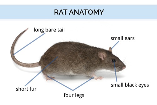 rat anatomy parts